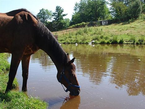 horse-drinking-water-from-pond1