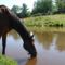 horse-drinking-water-from-pond1