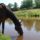 Horsedrinkingwaterfrompond1_1161653_2538_t