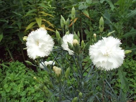 kertünkből 2011
