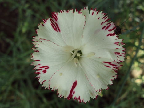 kertünkből 2011