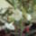 Othon_2011-003_1161635_8299_t