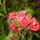 P6010002_1161837_5609_t