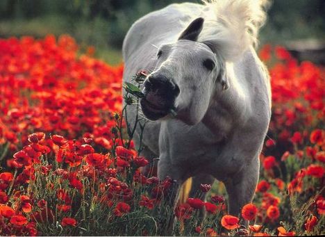 poppy-horse