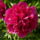 Punkosdi_rozsa4_1161040_6249_t