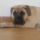 Bonzo-006_1162411_6092_t