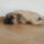 Bonzo-007_1162414_5326_t