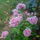 Torokszegfu_2_1162572_6010_t