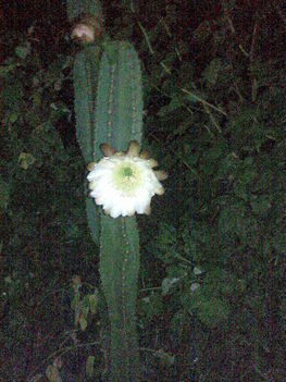 kaktuszok 1