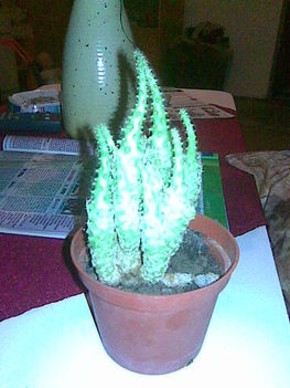 kaktuszok 3