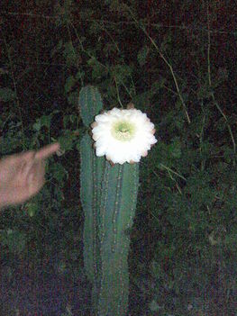 kaktuszok 5