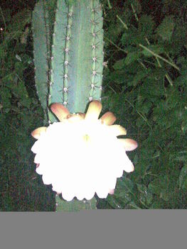 kaktuszok 9
