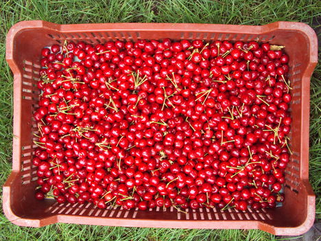 kertünkből 2011