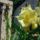 Leander_1164275_1650_t