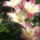 Ez_is_liliom_1165898_9136_t