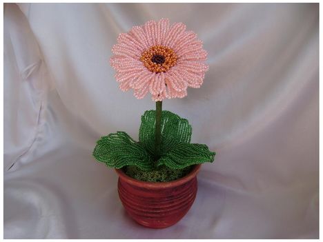 Törpe gerbera