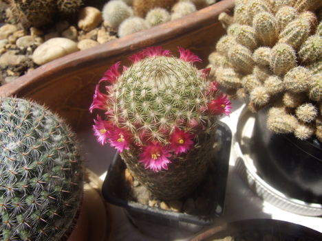 virág koszorú a kicsi kaktuszon