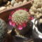 virág koszorú a kicsi kaktuszon