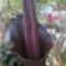 Csodagumó- Amorphophallus konjac