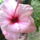 Hibiszkusz6_1166729_6756_t