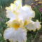 Irisz, fehér-halványsárga
