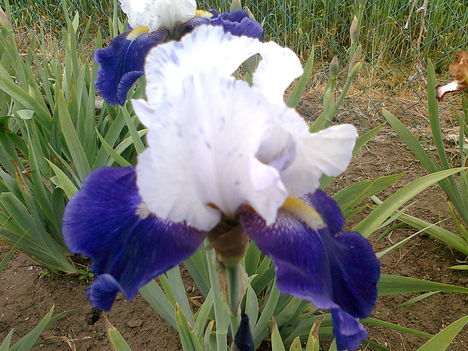 Irisz sötétkék-fehér