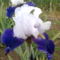 Irisz sötétkék-fehér