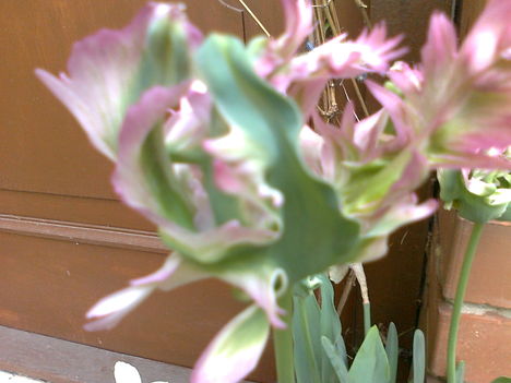 Különleges tulipán