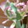 Kulonleges_tulipan_1166687_8909_t