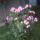 Leander_1166031_4594_t