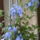 Plumbago_1166728_8236_t