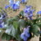 Ugandai kék pillangó virág