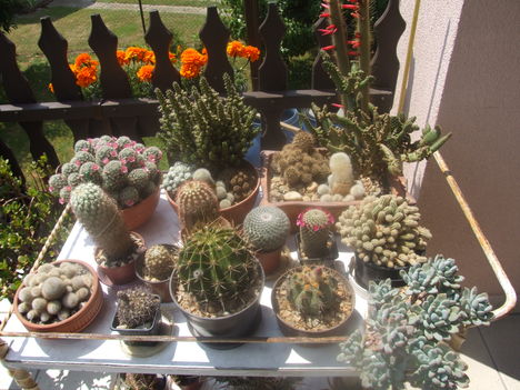kaktuszaim egymás társaságában 