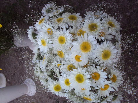 kertünkből 2011