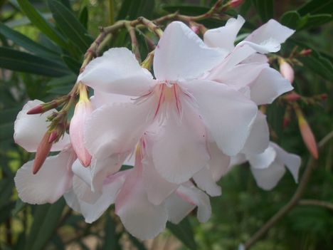 Oleander virág