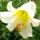 Feher_liliom-002_1168700_1558_t