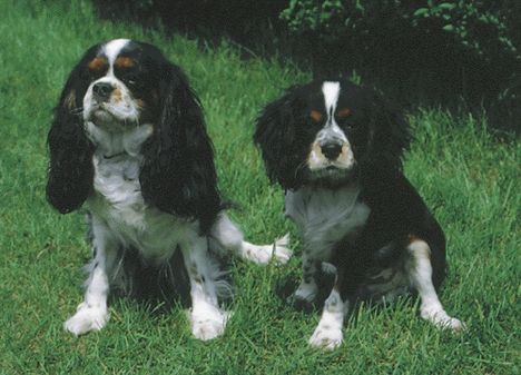 cavalier-king-charles-spaniel