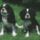 Cavalierkingcharlesspaniel_1169133_9672_t