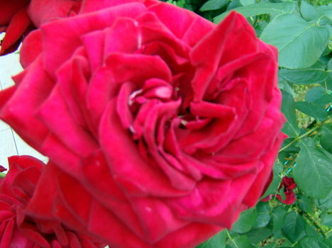 Illatos piros rózsa