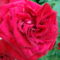 Illatos piros rózsa