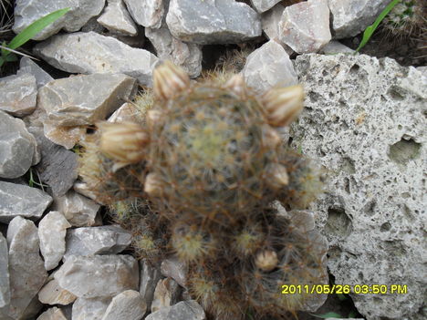 Kaktusz bimbósan