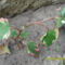 Kaméleon virág(Houttuynia cordata chameleon)