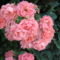 Kiskertemben rózsaszinű rózsák