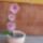 Orchidea-028_1169656_6700_t