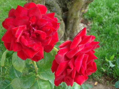 Piros rózsák örg mogyorófa árnyékában