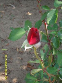Rózsa bimbója