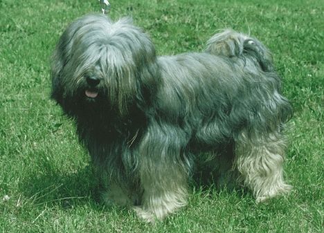 tibeti-terrier