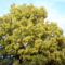 Virágzó illatos hársfa