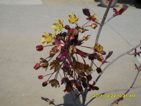 Vöröslevelű juhar virága
