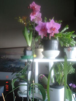 3 éves orchideám.